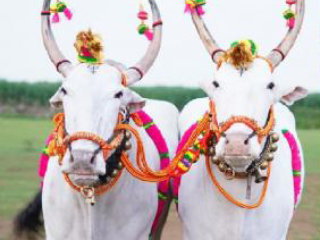 जगद्गुरु तुकाराम महाराज यांचा पालखी रथ ओढण्याचा मान संस्थानने खरेदी केलेल्या बैलजोड्यांनाच !