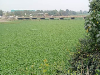 पुणे येथे नदी तलावातील जलपर्णी काढण्यासाठी ४ वर्षांत ८ कोटी रुपये खर्च