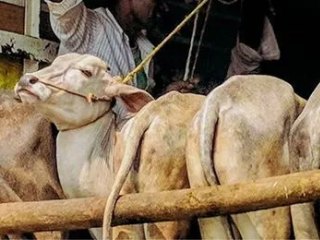 पुणे येथे गोवंशियांची हत्या करून मांस वाहून नेणारी चारचाकी पकडली !