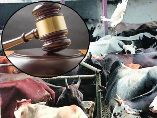 गाय हिंदूंसाठी पवित्र : तिच्या हत्येमुळे हिंदूंच्या धार्मिक भावना दुखावल्या जाऊ शकतात ! : Gujarat High Court