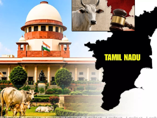 Tamil Nadu Cow Slaughter  : गोहत्येवरील बंदीच्या उच्च न्यायालयाच्या निर्णयाला तमिळनाडू सरकारकडून सर्वाेच्च न्यायालयात आव्हान