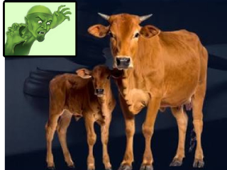 Cow Slaughter : गायीची मान कापणार्‍या ४ धर्मांधांना अटक