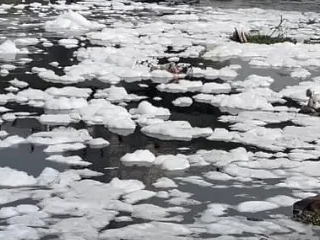 वारीच्या तोंडावर आळंदी येथील इंद्रायणी नदी प्रदूषणामुळे दूषित !