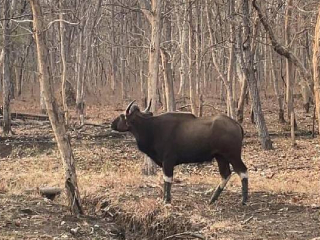 मेळघाट व्याघ्र प्रकल्पातील वन्यप्राण्यांवर विषप्रयोग !