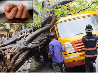 झाड कोसळण्यास त्याच्या भोवतीचे काँक्रिटीकरणच कारणीभूत !