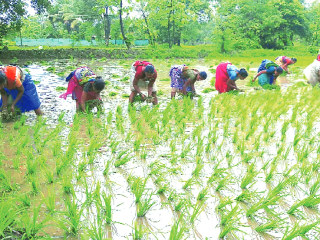 भात लावणीच्या शेवटच्या टप्प्यात पाऊस नसल्याने शेतकरी चिंताग्रस्त