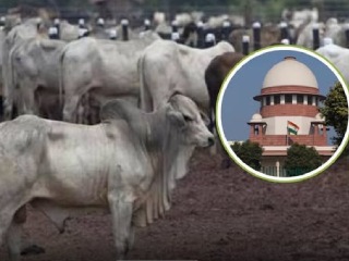 तमिळनाडूमध्ये गाय आणि वासरू यांच्या हत्येवर उच्च न्यायालयाने घातलेल्या बंदीला सर्वाेच्च न्यायालयाकडून स्थगिती