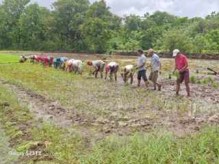 सामूहिक शेतीतून आघारी येथे चारसूत्री भात लागवडीचा यशस्वी प्रारंभ