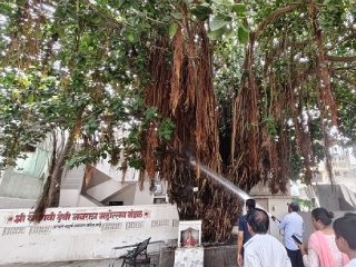 सोलापूर येथील वैष्णवी मंदिर परिसरातील महाकाय वटवृक्ष आगीपासून वाचला !