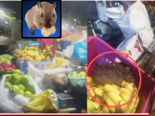 मुंबईत उंदरांनी कुरतडलेली फळे ग्राहकांना दिली जात असल्याचा आरोप !