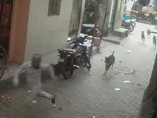 A young man dies in stray dogs' attack in Surat (Gujarat) - Sanatan Prabhat